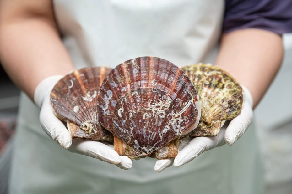 coquille saint jaques d'élevage responsable