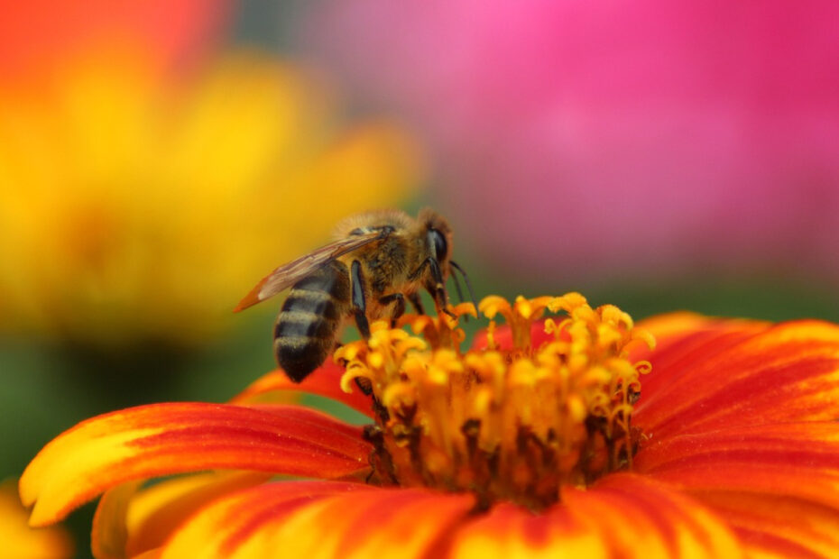 Pollen d’abeilles en cuisine : comment l’utiliser au quotidien ?